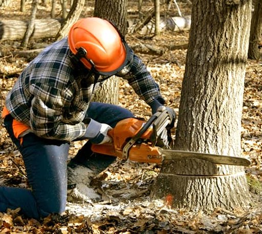 Tree Removal in Cambridge, KS